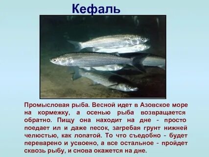 Азовское море рыба