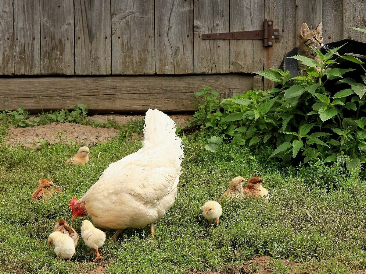курица на дороге. куры осенью. куры во дворе. художник руди хурцльмайер курица. куры бегут.