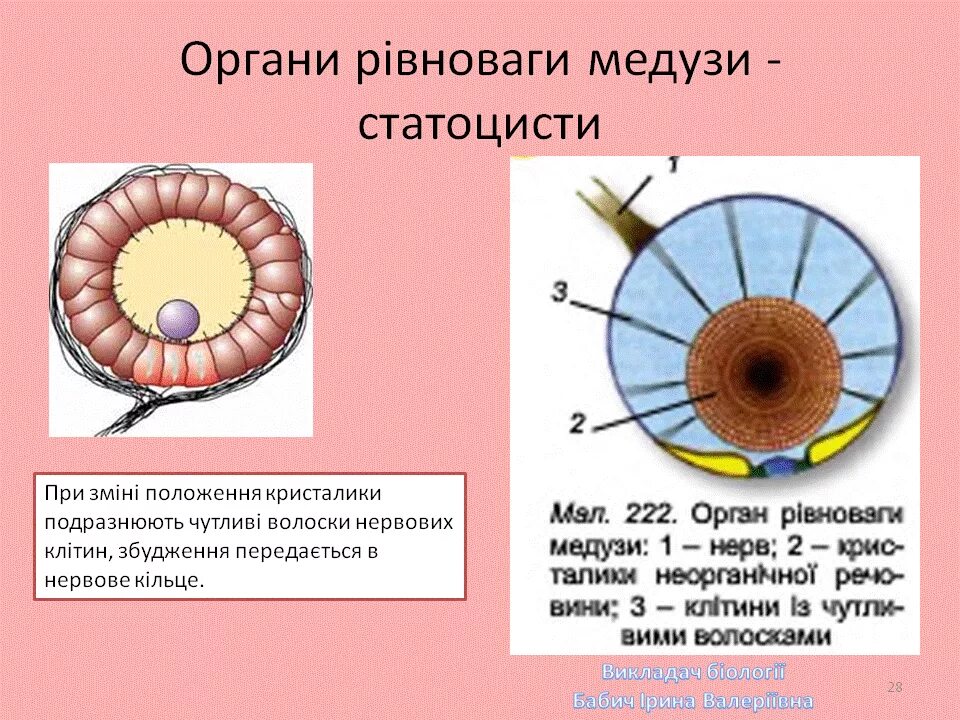 Статоцисты это