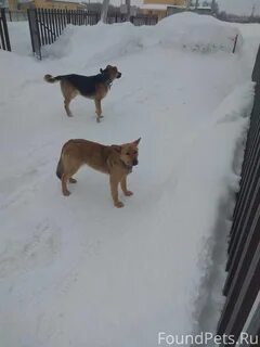 Воскресенск собаки