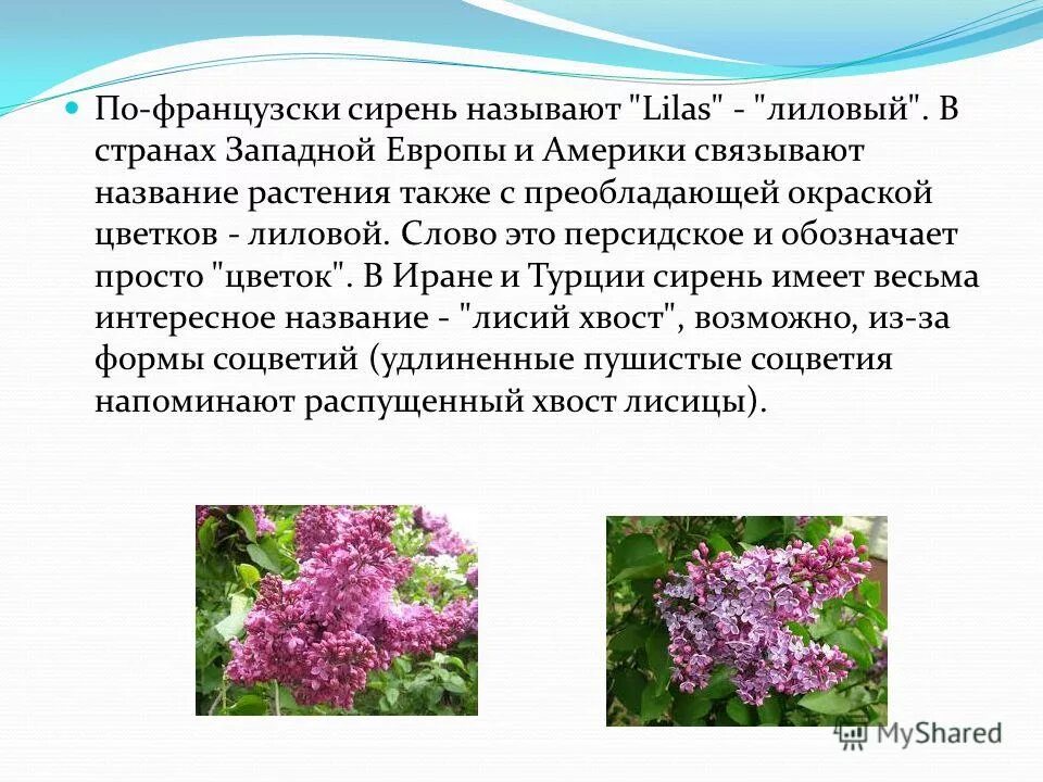 Куст сирени рассказ. Почему рассказ называется куст сирени. Краткое содержание произведения куст сирени куприн. Куприн произведения 8 класс куст сирени. Куст сирени любовь в рассказе аргумент.