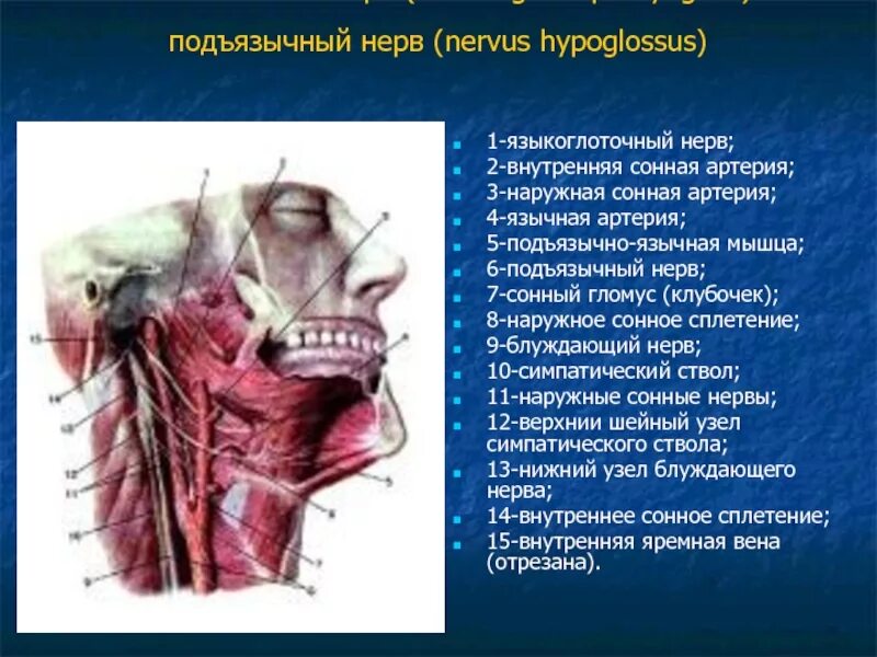 Поражение подъязычного нерва. Подъязычный нерв Неттер. Подъязычная артерия топография. Подъязычный нерв анатомия. Подъязычный нерв и Сонная артерия.