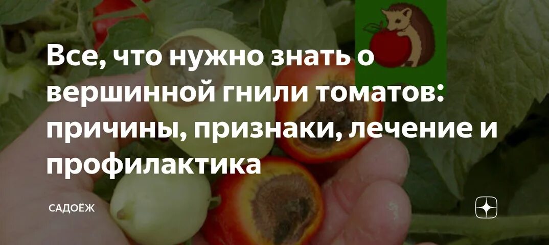 Подкормка томатов кальцием от вершинной гнили. Вершинная гниль на перцах в теплице. хелат кальция для томатов от вершинной гнили. вершинная гниль на рассаде томатов. вершинная гниль томатов возбудитель.