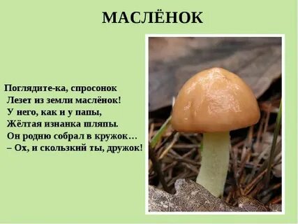 Съедобные грибы названия и краткое описание