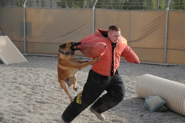 Спасенные животные до и после. Собаки для квартиры. Собаки начали есть людей. Хозяин собаки. Щенок вырос.