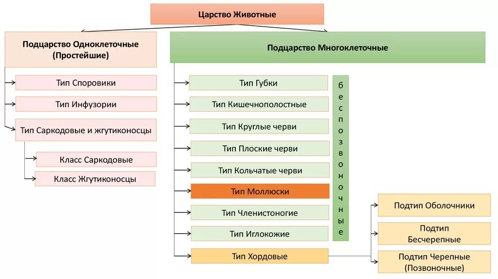 Подцарство многоклеточные классификация. Систематика многоклеточных животных. Царство животных Подцарство многоклеточные. Классификация многоклеточных животных. Человек как представитель царства животных реализует