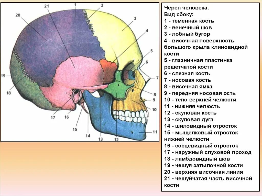 Кости черепа теменная кость анатомия. Строение черепа спереди и сбоку. Строение костей черепа анатомия костей. Швы черепа анатомия теменная кость.