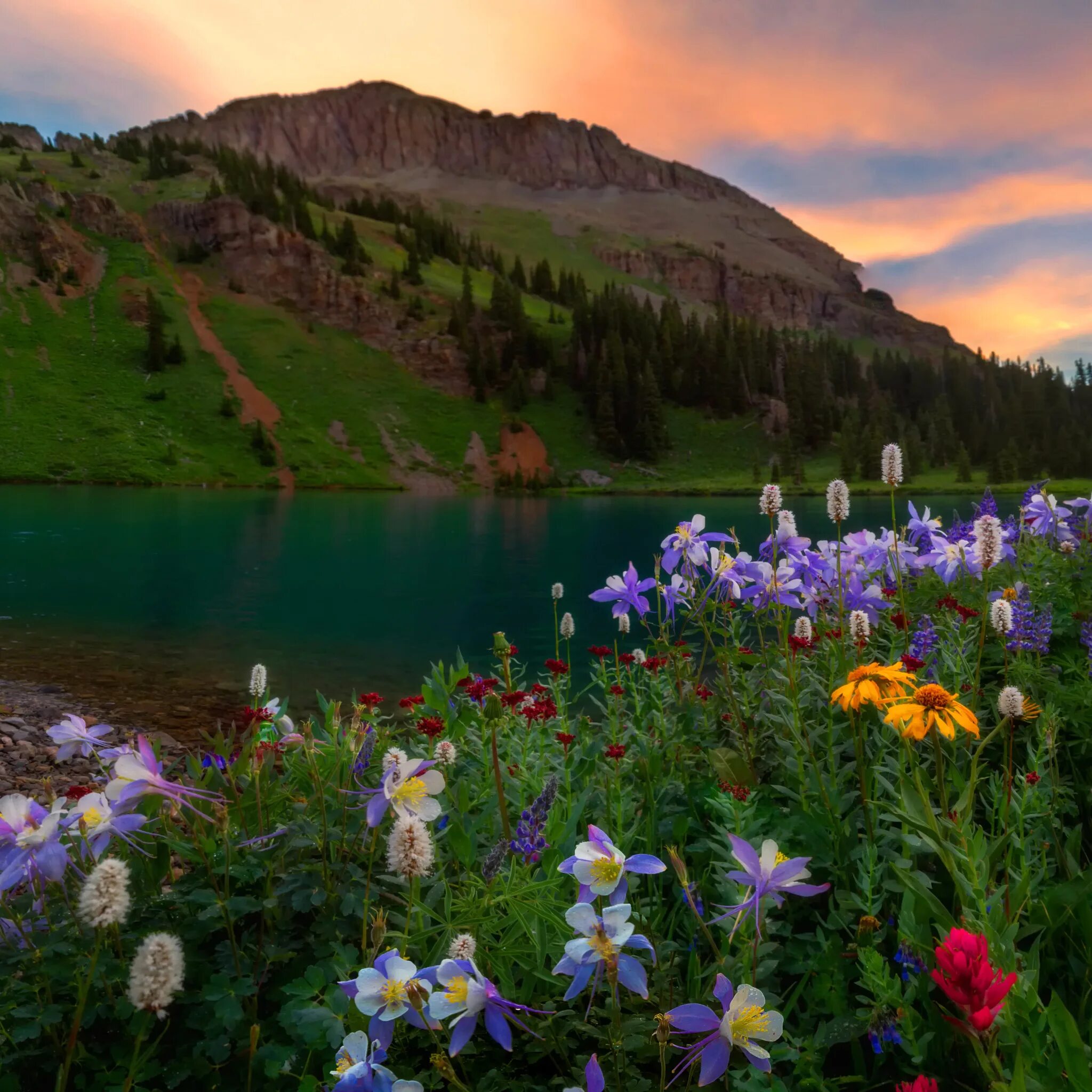 Flowers valley. Цветущая Долина горный Алтай. Горы лес озеро река Долина цветы. Ергаки Красноярский цветущие Луга. Горный Алтай Альпийские Луга.