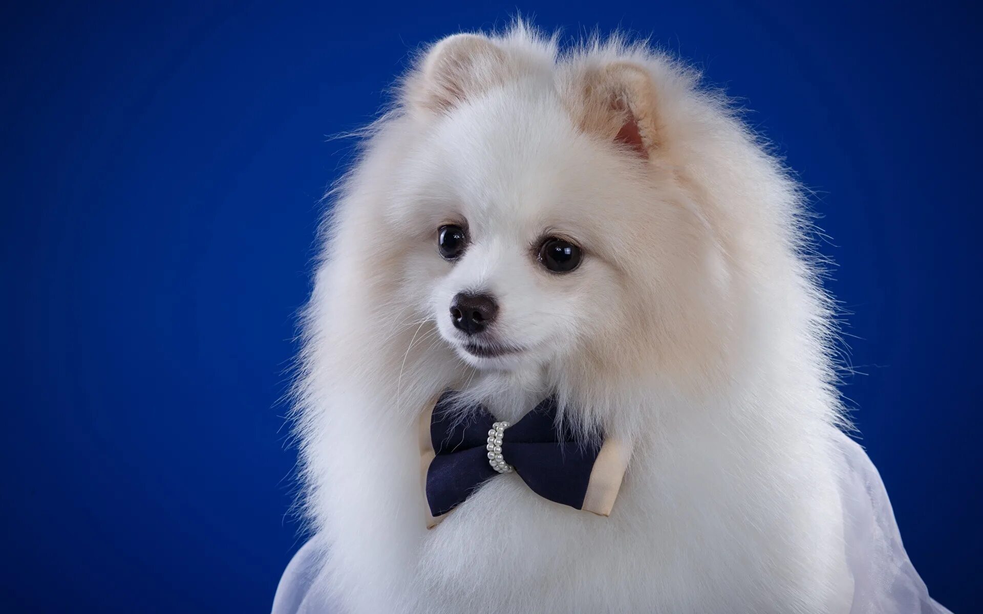 Синие собаки в дзержинске. Блю лейси щенок. Серый лабрадор. Голубую собачку. Субботина собака.