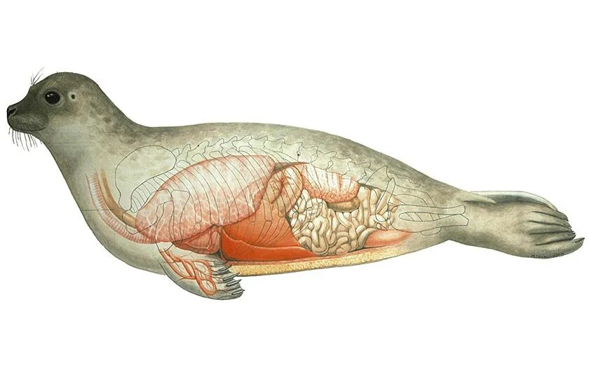 Какая структура кожи мощная у тюленей. Пищеварительная система ластоногих. Анатомия тюленя. Ластоногие анатомия. Внутреннее строение ластоногих.