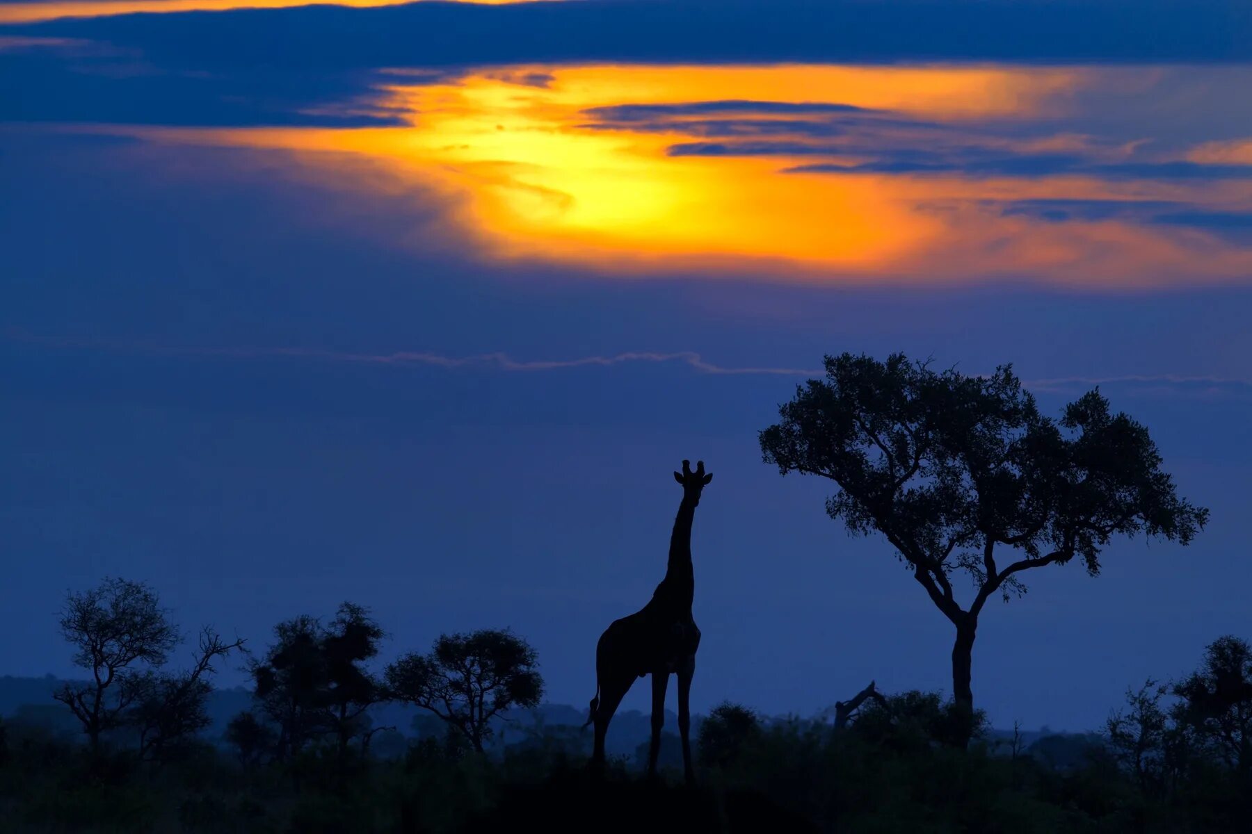 Africa com. Жираф саванны Африки. Жираф на озере Чад. Саванна Чад.