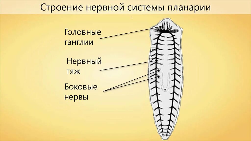 Схема нервной системы плоских червей. Схема строения нервных систем плоских червей. Нервная система плоских червей рисунок. Строение нервной системы планарии.