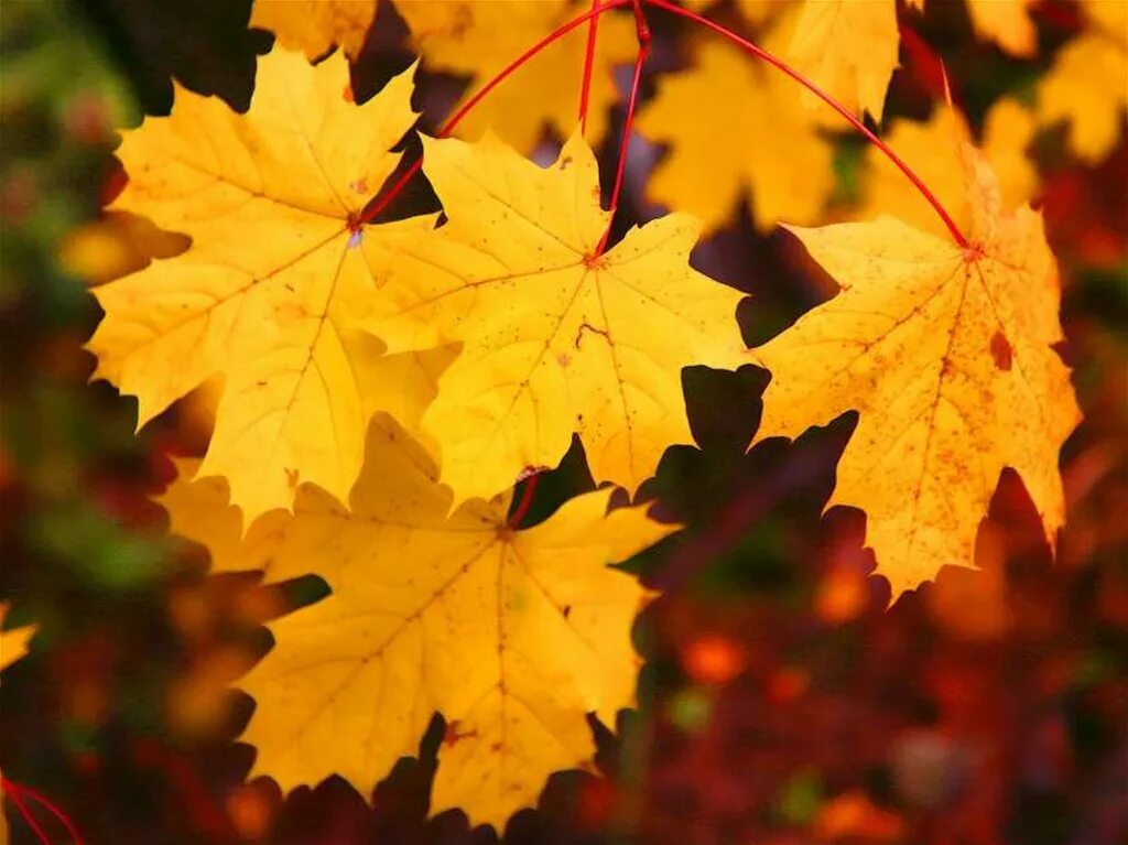 осенняя пора очей очарованье надпись. какое счастье было золотой лист. какое счастье было золотой лист. девушка осенью. открытки с бабьим летом.