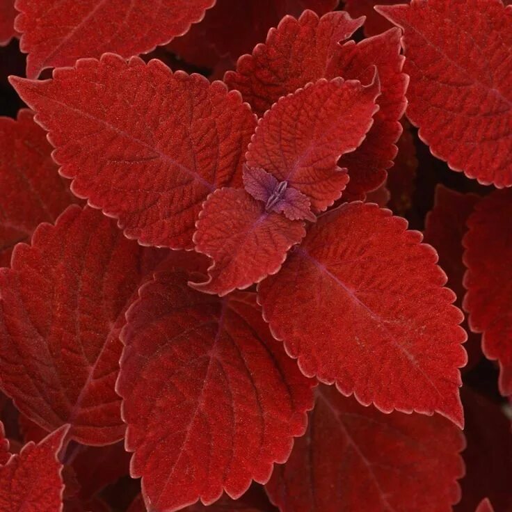 Para el interior y el exterior el Cóleo es lo mejor Plantas rojas, Coleos, Plant