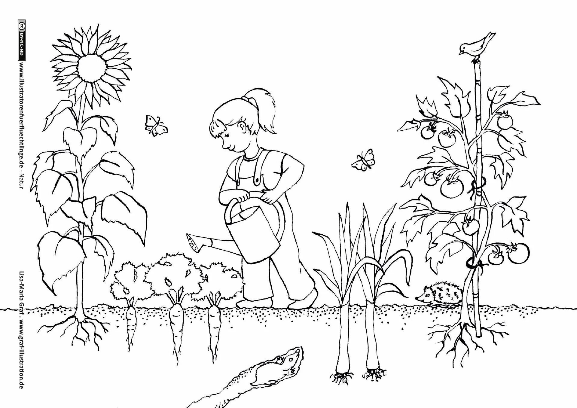 Раскраска. В огороде. Огород раскраска для детей. Раскраска сад и огород для детей. Овощи на грядке раскраска для детей.