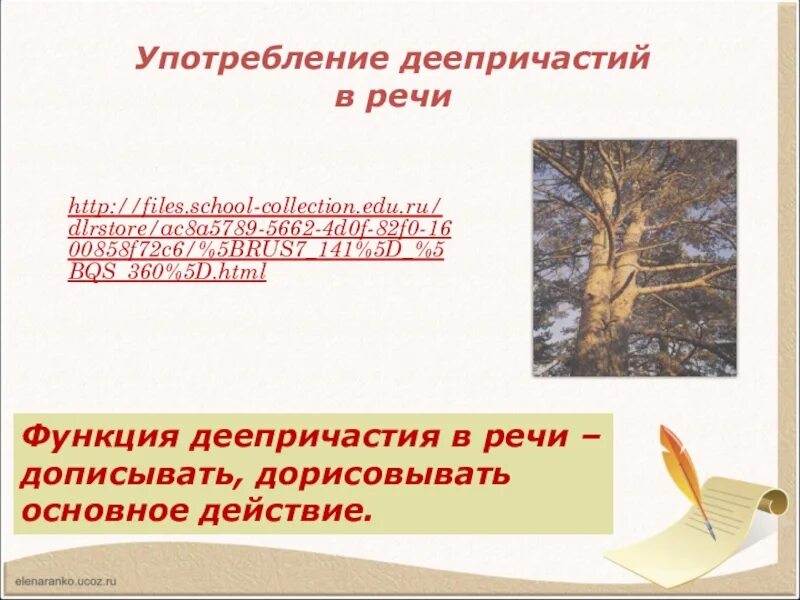 Притча о сосне и ели. Лет 200 тому назад ветер сеятель принес 2 семечка в блудово болото. Лет 200 тому назад ветер. Русскому языку 324 5 класс. 200 лет тому назад.