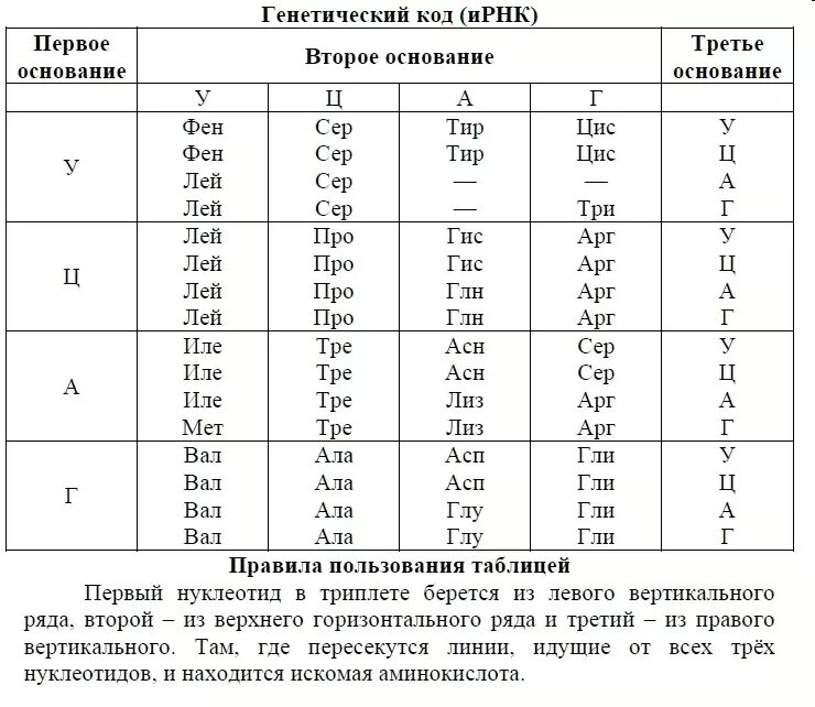 Таблица аминокислот ЕГЭ биология. Генетический код Биосинтез белка таблица. Синтез белка таблица аминокислот. Генетический код таблица по биологии ДНК.