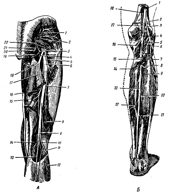 Задний нерв бедра. Задний нерв бедра. Ветви седалищного нерва анатомия. Задний нерв бедра. Нервы крестцового сплетения задняя поверхность бедра анатомия.