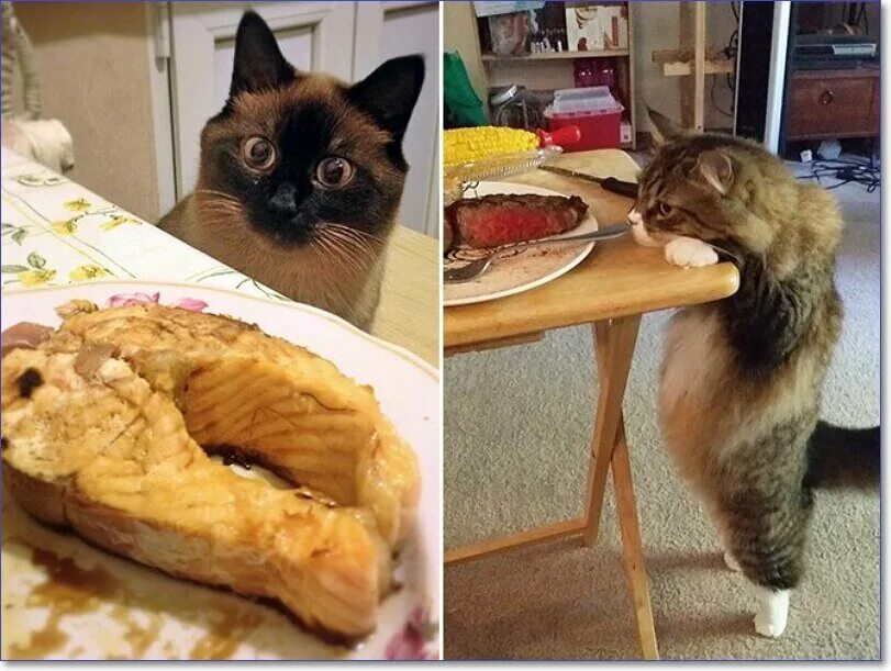 Кот еда мем. Коты и еда. котики еда прикол. еда для кошек. котик с едой.
