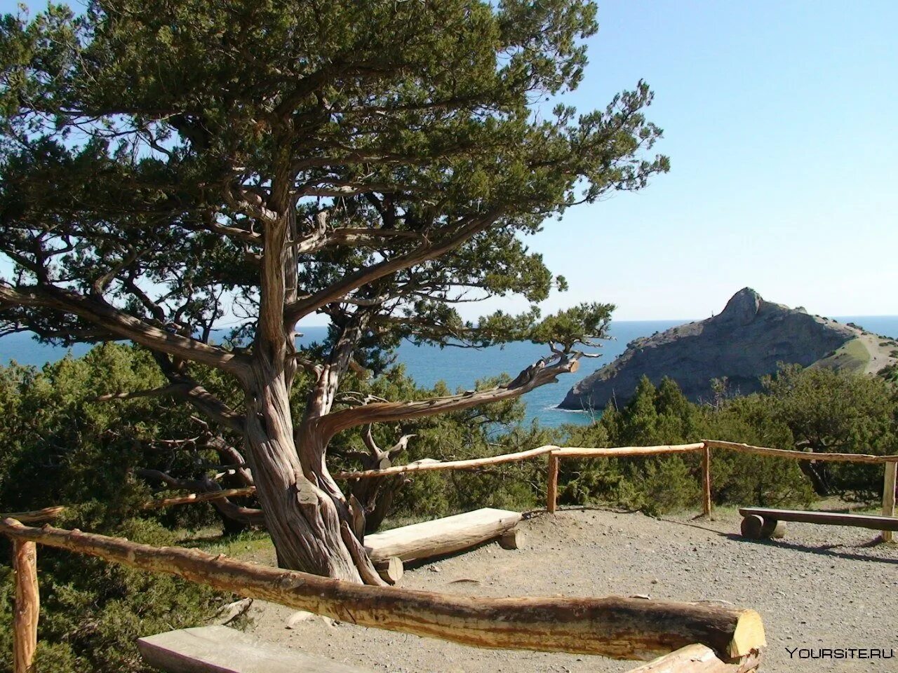 Реликтовая можжевеловая роща новый свет. Реликтовая можжевеловая роща судак. Судак новый свет можжевеловая роща. Можжевеловая роща. Можжевеловая роща кабардинка.