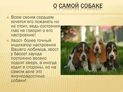 Бигль особенности содержания