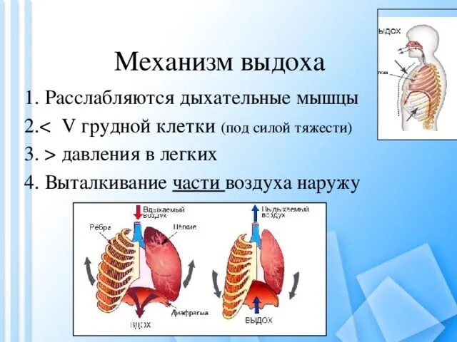 При выдохе у человека происходит. Механизм вдоха и выдоха 8 класс биология. Дыхательные движения схема вдох выдох. Схема дыхательной системы при выдохе. Дыхательное движение у человека вдох и выдох.