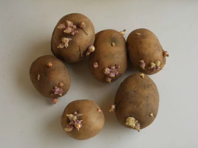 Какие семена картошки. Сорт семенной картофель Рамона. Клубни картофеля Невского.