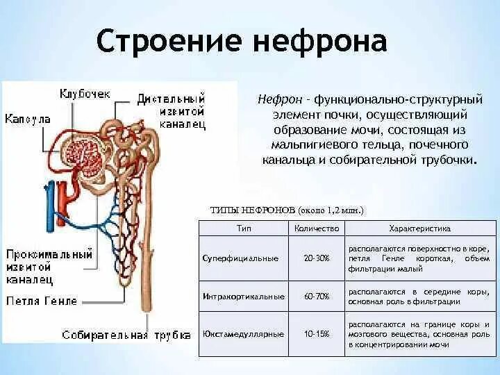 1 нефрон состоит из. Отделы нефрона и его функции. Функции нефрона анатомия. Функции нефрона 8 класс биология. Строение нефрона почки анатомия.