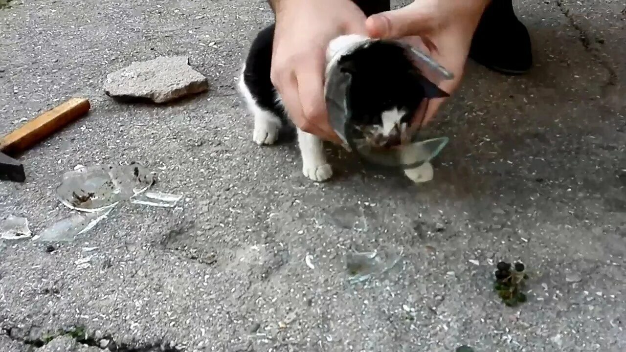 Кот застрял в банке. Кот застрял. котенок застрял в банке. кот застрял головой в банке.