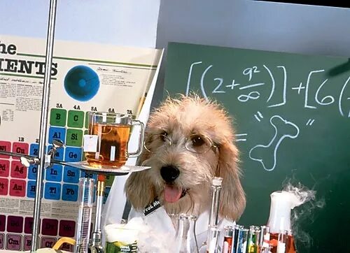 Учительница собака. Животные химики. Собака ученый. Собака Химик.