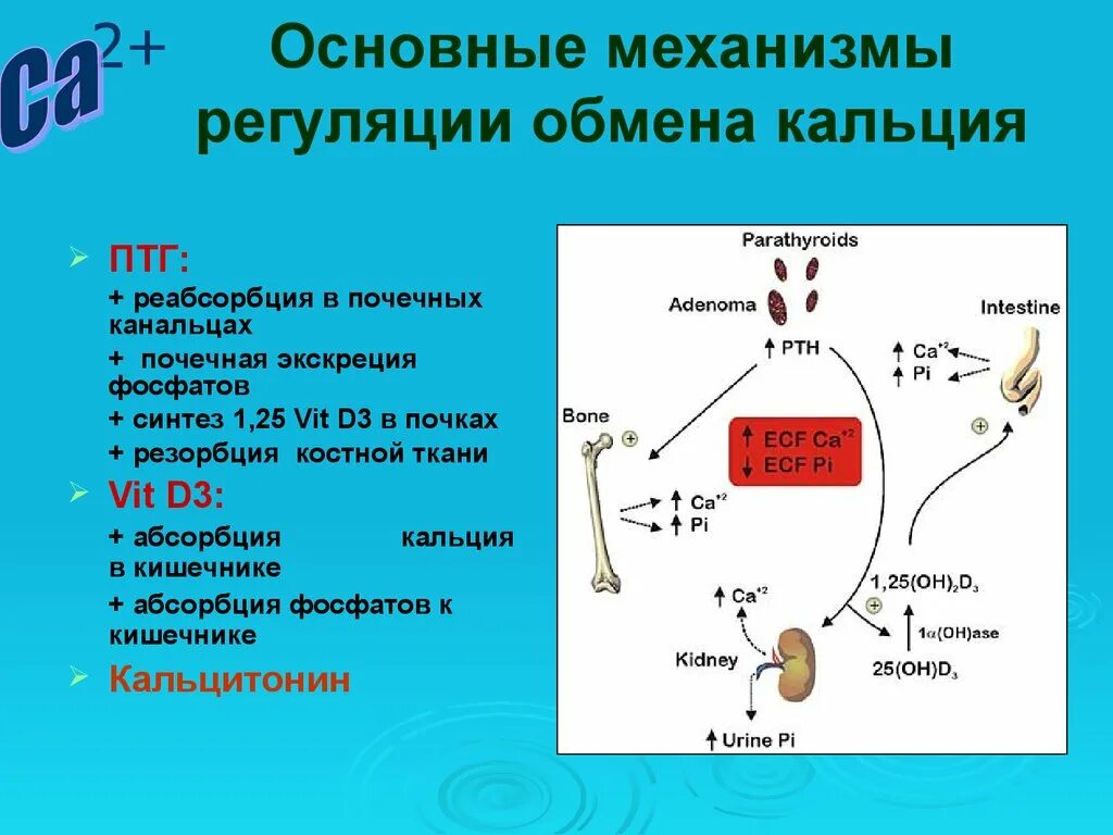 Спасис обмена. Гормональная регуляция выведения кальция почками. Схема регуляции обмена кальция. Схема гормональной регуляции кальция. Регуляция обмена кальция в крови схема.