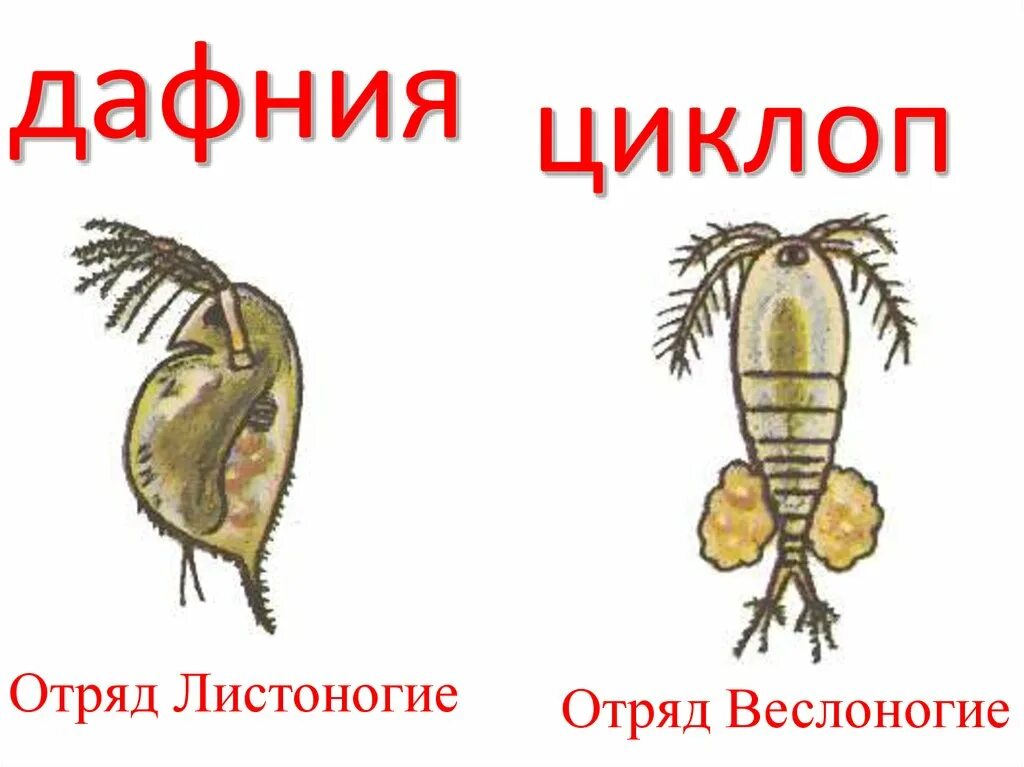 Отряд веслоногие Циклоп. Ракообразные дафния и Циклоп. Циклоп отряд ракообразных. Рачки дафнии и циклопы.