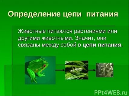 Цепи животных 3 класс окружающий мир