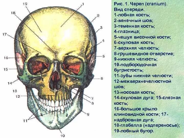 Образование кости черепа. Топография черепа вид спереди. Кости и топография черепа. Череп вид спереди анатомия латынь. Кости черепа анатомия.