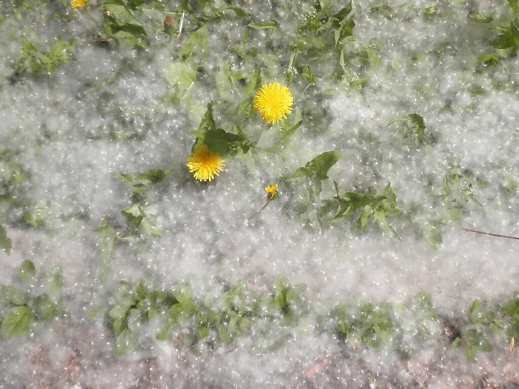 Снег летом. Летний снег. Летний снег растение. Снег летом цветы. Теплый летний снег