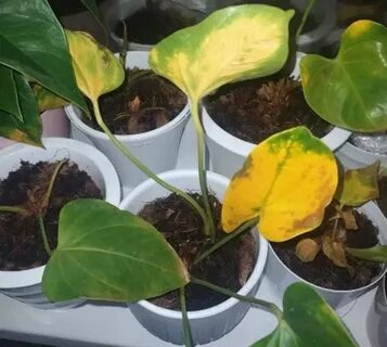 Чем поливать цветы чтобы не желтели листья