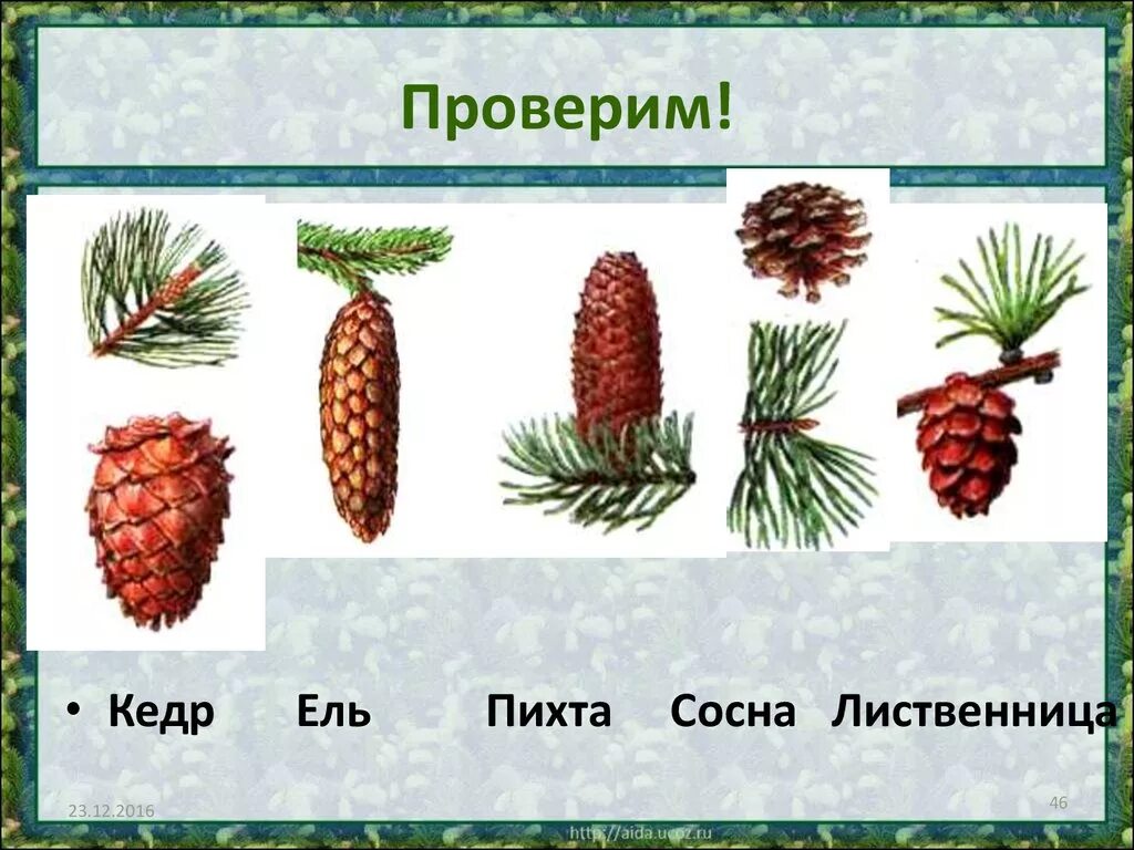 Определение хвойных