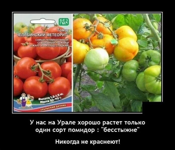 Томат сорта челябинский метеорит