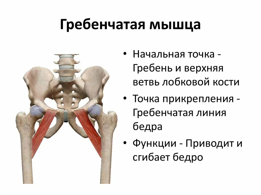 Функции приводящих мышц. Гребешковая мышца. Гребенчатая мышца. Гребенчатая мышца бедра. Гребенчатая мышца функции.