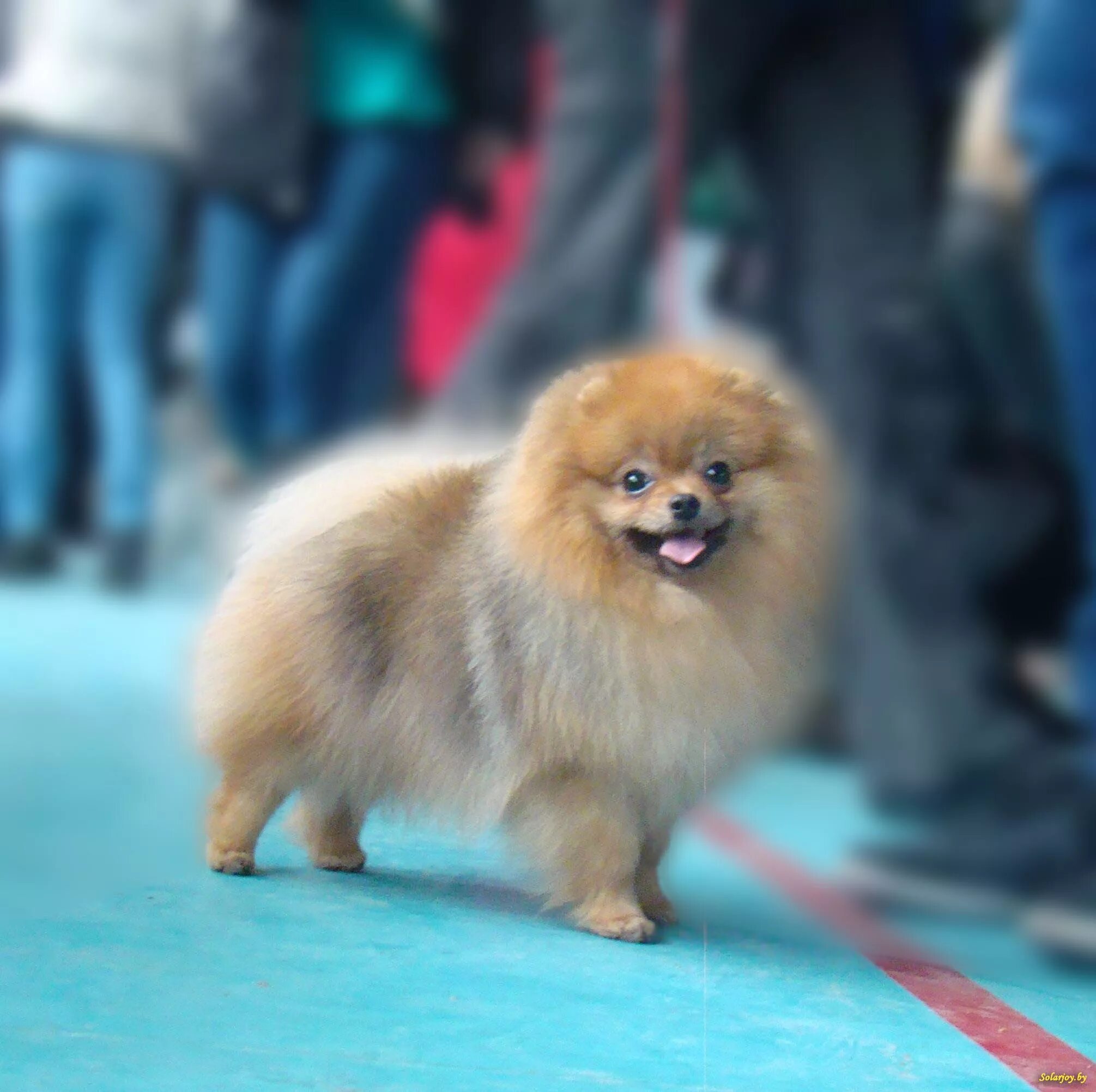 Blue joy питомник. питомник минск беларусь прудникова. белорусский шпиц. груминг шпица юниорская.