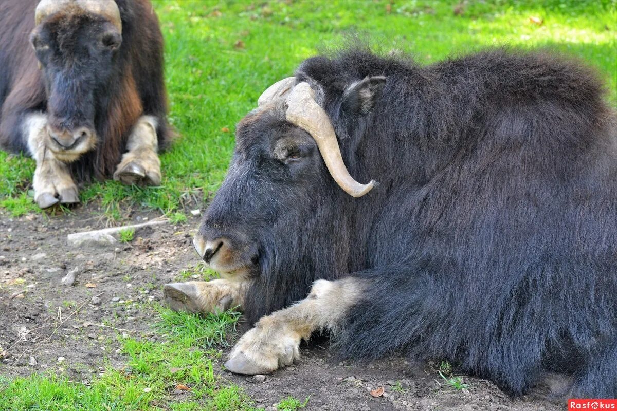 заповедник остров врангеля овцебык. остров врангеля овцебык. овцебык обитает в норвегии. овцебык. овцебык и як.