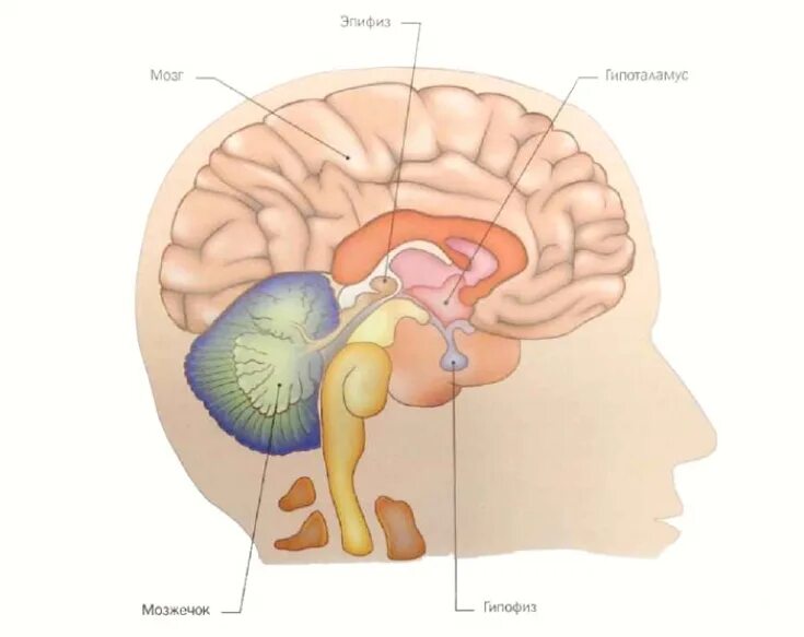 Шишковидная железа. Строение головного мозга эпифиз. Гипофиз головного мозга и шишковидная железа. Гипоталамус гипофиз эпифиз. Гипофиз гипоталамус шишковидная железа.