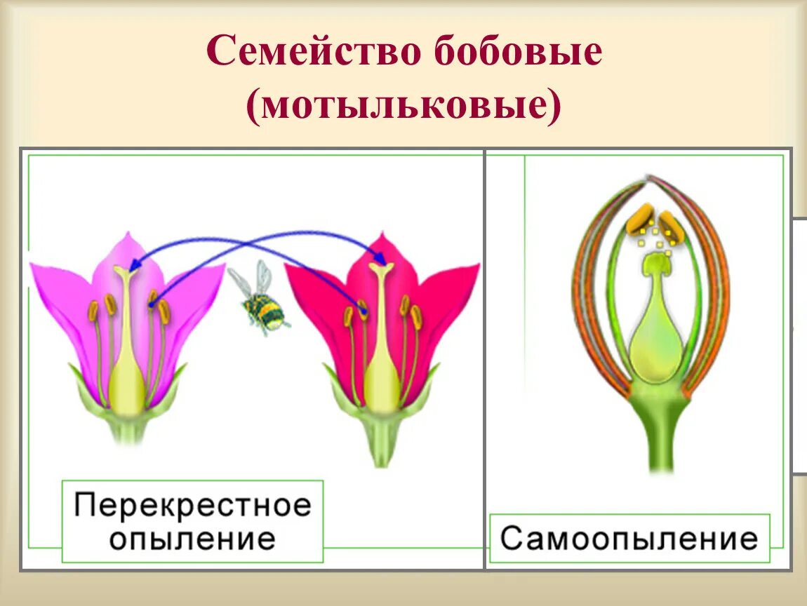 Схема самоопыления хвойные