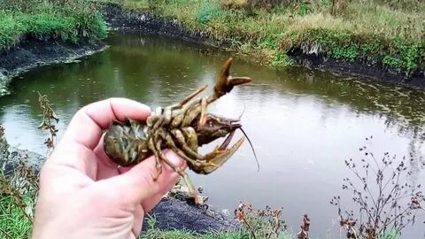 Рак водоем