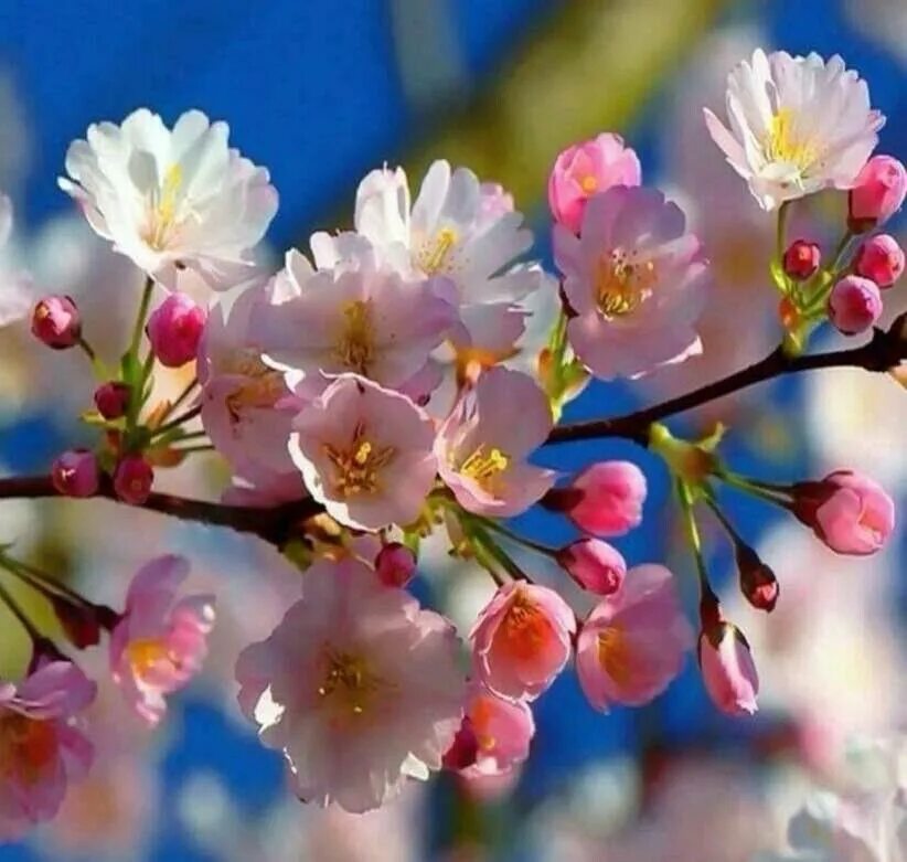 It s beautiful flower. Весенние цветы. Природа весной.