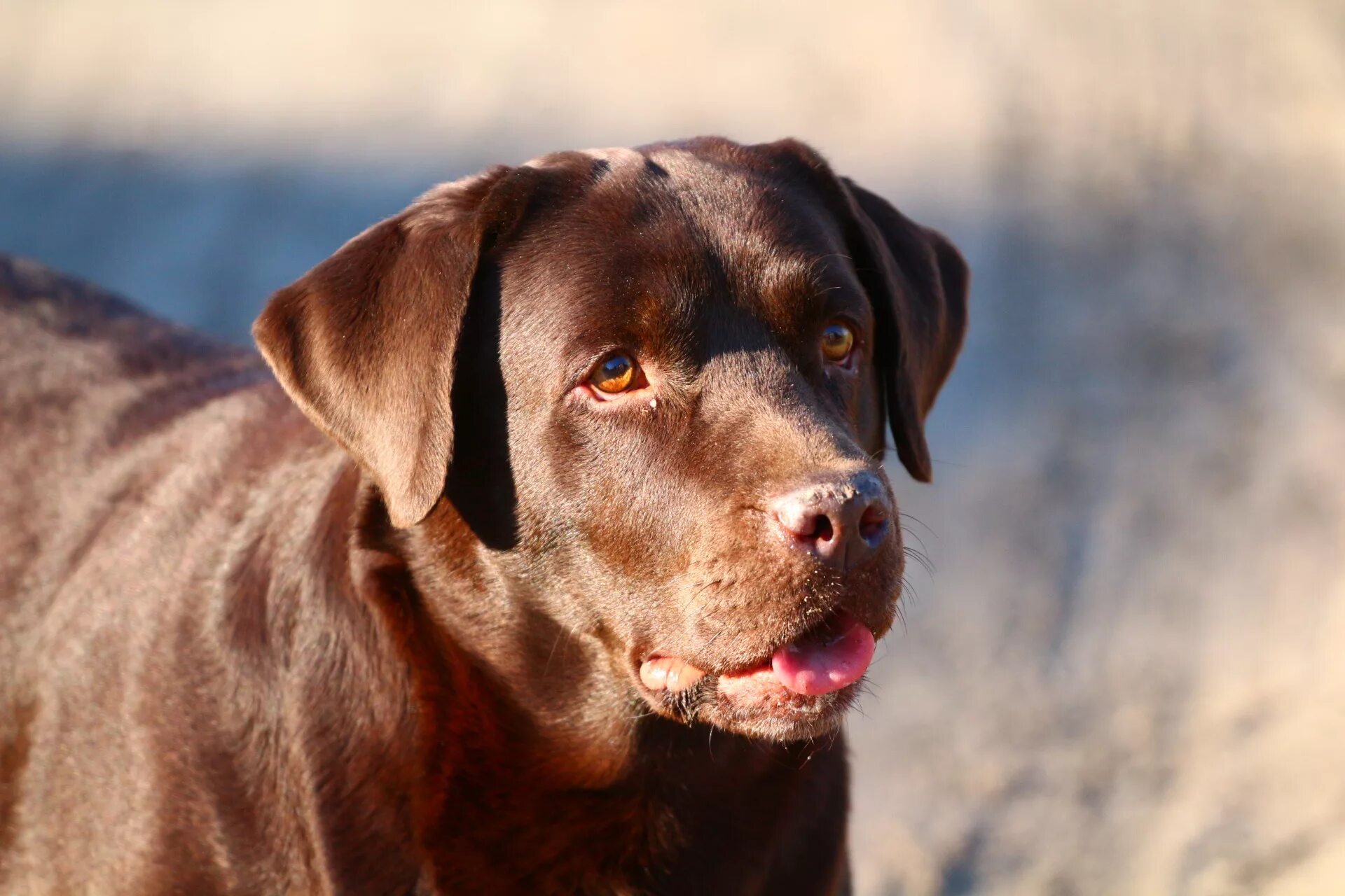 лабрадор ретривер шоколадный. шоколадный лабрадор. лабрадор шоколадный голубоглазый. лабрадор ретривер коричневый. лабрадор ретривер шоколадный золотистый.