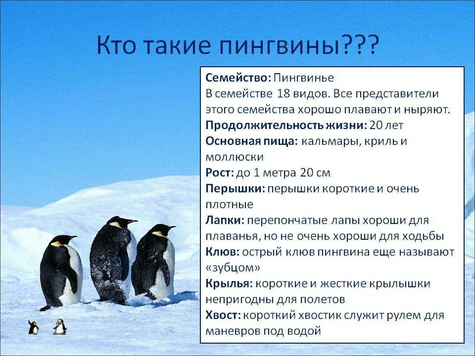 Рассказ про пингвина 1 класс. Описание пингвина. Пингвин для детей. Сообщение о пингвинах. Пингвины кратко.