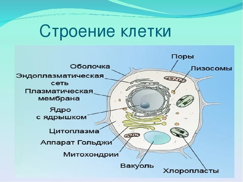 1 клетка ее строение