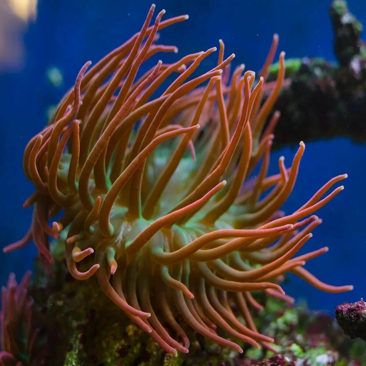 Кишечнополостные водоросли. Коралл актиния. Актинии морские анемоны. Коралловые полипы актиния. Коралловые полипы Кишечнополостные.