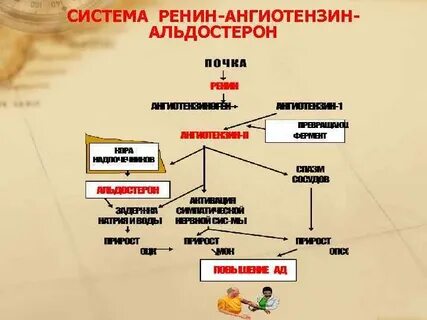 Роль ренин ангиотензин альдостероновой системы